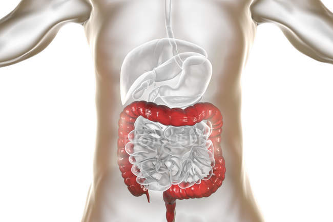 Illustrazione digitale dell'intestino crasso umano su sfondo bianco . — Foto stock