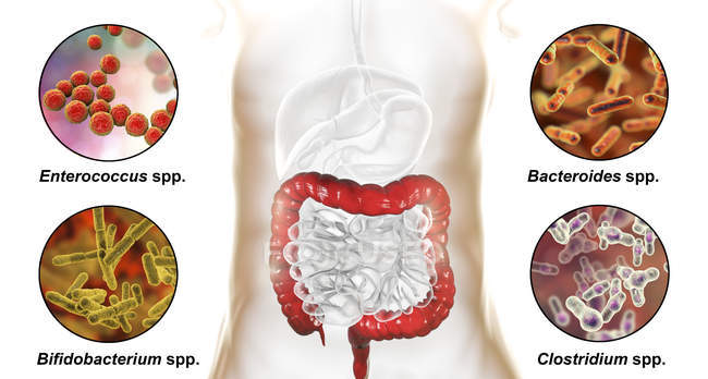 Opera d'arte del sistema digestivo umano e primo piano dei batteri nell'intestino tenue
. — Foto stock