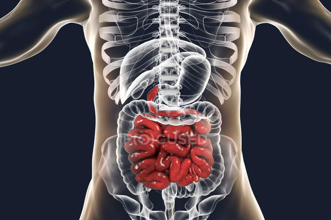 Цифрова ілюстрація людського тонкого кишечника на звичайному тлі . — стокове фото