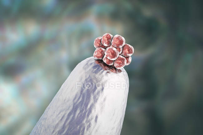 Ilustración digital conceptual del blastocisto humano en la punta de la aguja . - foto de stock