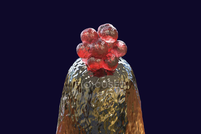 Концептуальная цифровая иллюстрация человеческой бластоцисты на кончике иглы . — стоковое фото