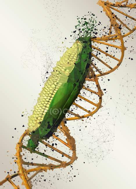 Konzeptionelle Illustration von gentechnisch verändertem Mais auf schlichtem Hintergrund. — Stockfoto