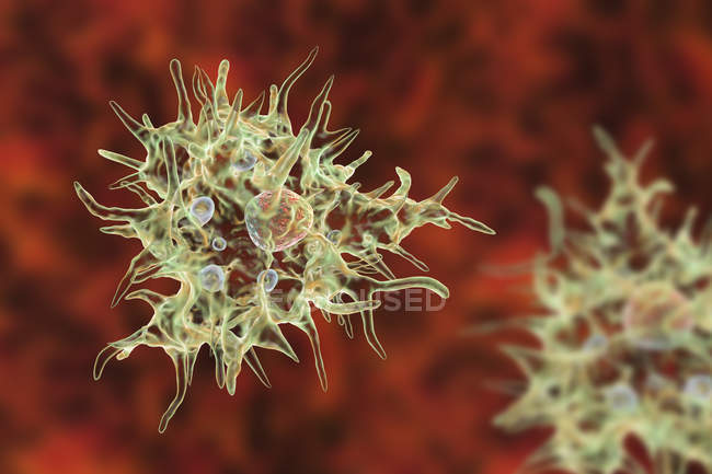 Цифровая иллюстрация формы трофозоита Acanthamoeba castellanii amoeba
. — стоковое фото