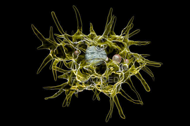 Ilustración digital de la forma de trofozoito de Acanthamoeba castellanii amoeba
. - foto de stock