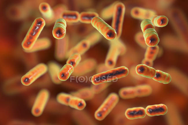 Цифровий ілюстрація анаеробних saccharolytic Bacteroides бактерій. — стокове фото