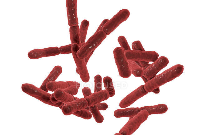 Цифровий ілюстрації грам-позитивних бактерій анаеробних біфідобактерії. — стокове фото
