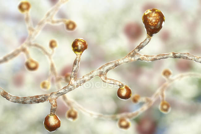 Кольорові цифрові ілюстрація Blastomyces dermatitidis грибок викликає Грибкові інфекції. — стокове фото
