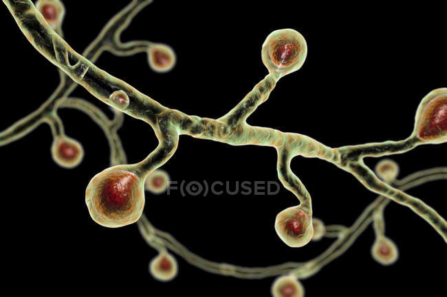 Ilustración digital coloreada del hongo Blastomyces dermatitidis que causa infección fúngica
. - foto de stock