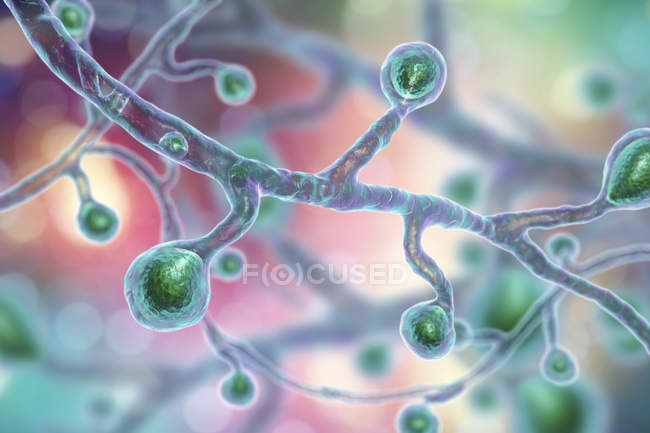 Illustrazione digitale colorata di Blastomyces dermatitidis fungo che causa infezione fungina . — Foto stock