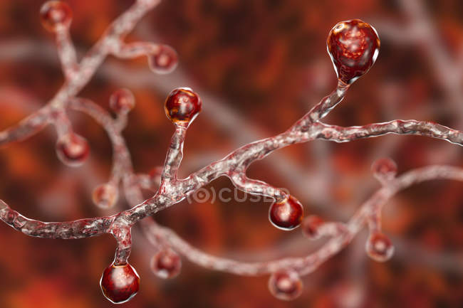 Illustration numérique colorée du champignon Blastomyces dermatitidis causant une infection fongique
. — Photo de stock