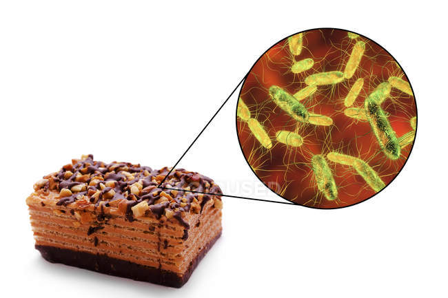 Trozo de pastel e imagen microscópica de la bacteria Salmonella, ilustración conceptual
. - foto de stock