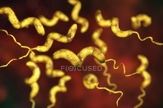 Batteri Campylobacter jejuni con flagella, opere d'arte digitali . — Foto stock