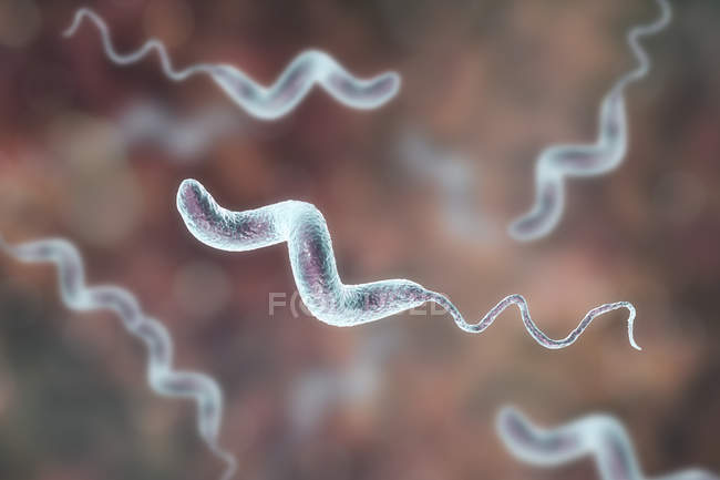 Campylobacter jejuni bacteria con flagelos, obra de arte digital
. - foto de stock