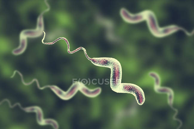 Campylobacter jejuni Bakterien mit Flagellen, digitales Kunstwerk. — Stockfoto