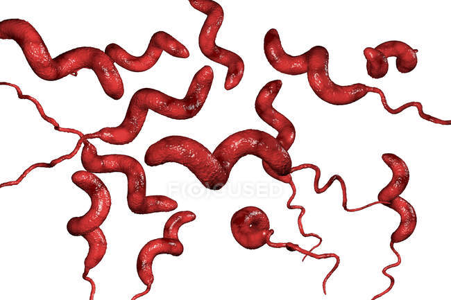 Campylobacter jejuni bacteria con flagelos, obra de arte digital . - foto de stock