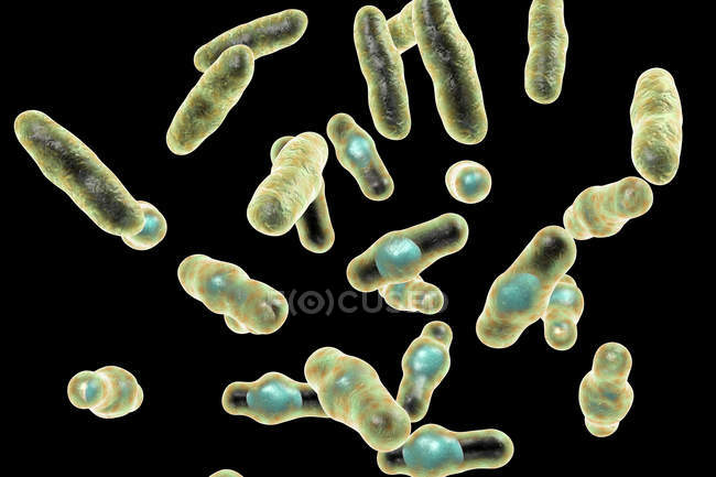 Цифровой рисунок Clostridium perfringens грамположительные стержневидные бактерии
. — стоковое фото