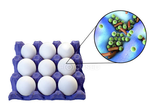 Концептуальная иллюстрация куриных яиц в коробке и увеличение бактерий пищевой инфекции на белом фоне
. — стоковое фото