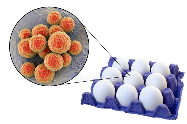 Курячі яйця в коробку і Закри бактерій стафілокока на білому тлі. — стокове фото