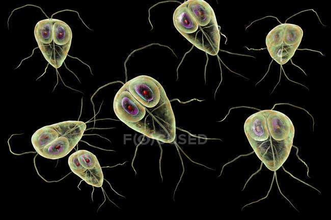 Giardia lamblia protozoaire parasites, illustration numérique — Photo de stock