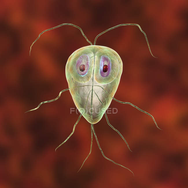 Giardia lamblia protozoario parásito, ilustración digital - foto de stock
