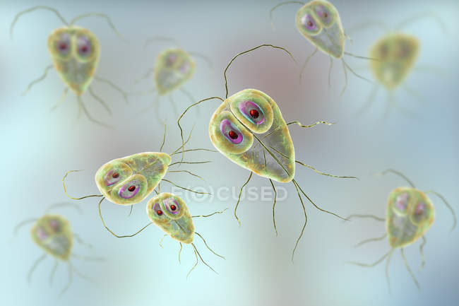 Лямблій лямблій інших протозойних паразити, цифрова ілюстрація — стокове фото