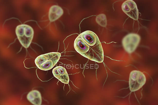 Giardia lamblia protozoan parasites, illustrazione digitale — Foto stock