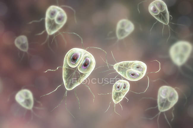 Giardia lamblia protozoos parásitos, ilustración digital - foto de stock