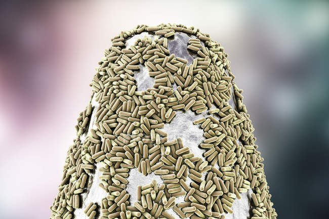 Illustration numérique des bactéries sur le bout de l'aiguille
. — Photo de stock