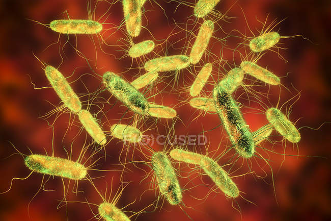 Ilustración digital de bacterias gramnegativas en forma de barra de Salmonella con flagelos
. - foto de stock