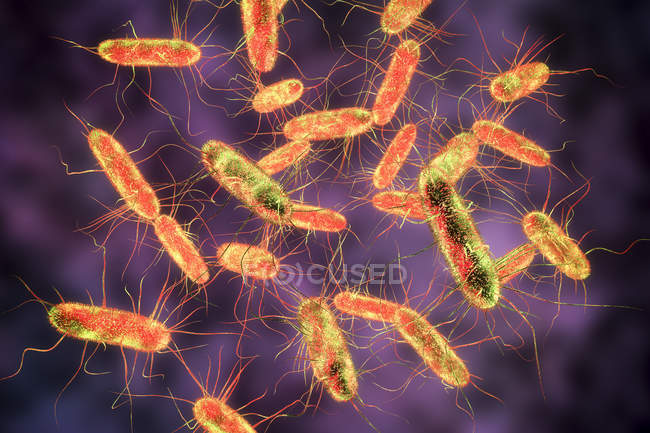 Ilustração digital de bactérias Gram-negativas em forma de bastonete com flagelos
. — Fotografia de Stock