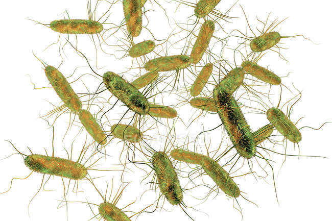 Ilustración digital de bacterias gramnegativas en forma de barra de Salmonella con flagelos
. - foto de stock