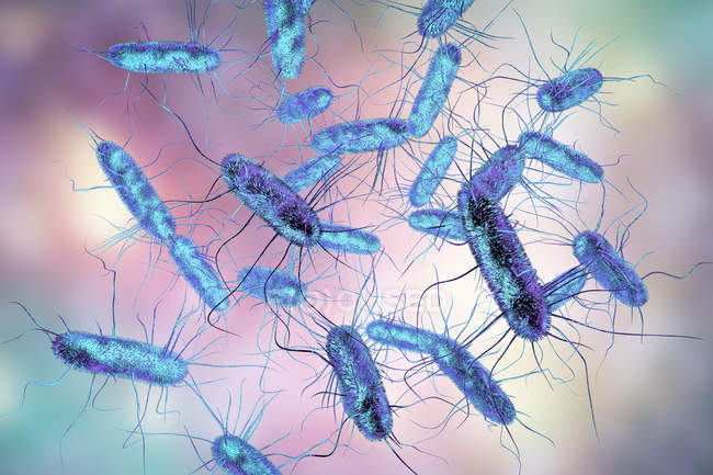Illustrazione digitale della Salmonella Batteri Gram-negativi a forma di bacchetta con flagella . — Foto stock