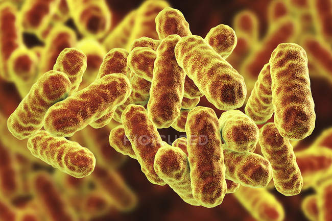 Serratia marcescens stäbchenförmige gramnegative Bakterien, digitale Illustration — Stockfoto