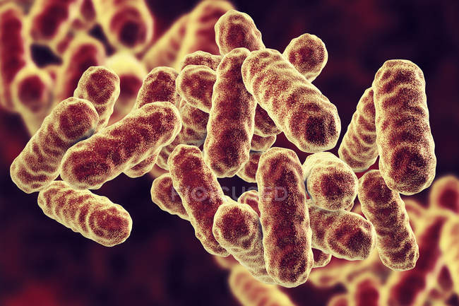 Serratia marcescens stäbchenförmige gramnegative Bakterien, digitale Illustration — Stockfoto