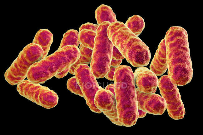 Serratia marcescens bacterias gramnegativas en forma de varilla, ilustración digital - foto de stock
