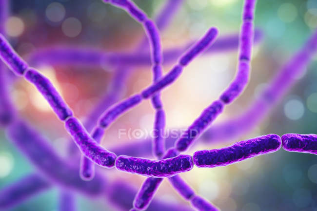 Digitale Illustration der Ketten von Streptobacillus moniliformis Rattenbissfieberbakterien. — Stockfoto