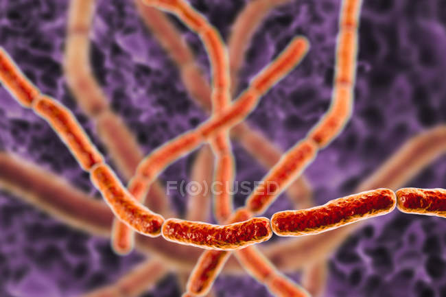 Цифровая иллюстрация цепей бактерий Streptobacillus moniliformis
. — стоковое фото