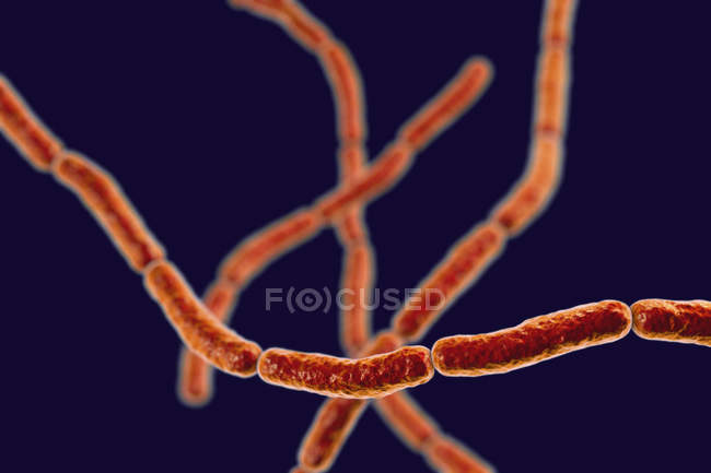 Illustrazione digitale di catene di Streptobacillus moniliformis ratto morso febbre batteri . — Foto stock