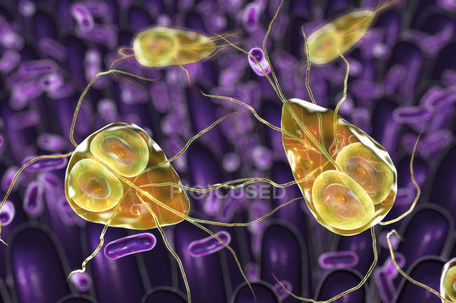 Giardia lamblia protozoarios parásitos en duodeno, ilustración digital
. - foto de stock