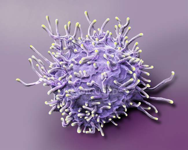 Micrógrafo electrónico de barrido coloreado de linfocitos T activados de la muestra de sangre humana
. - foto de stock