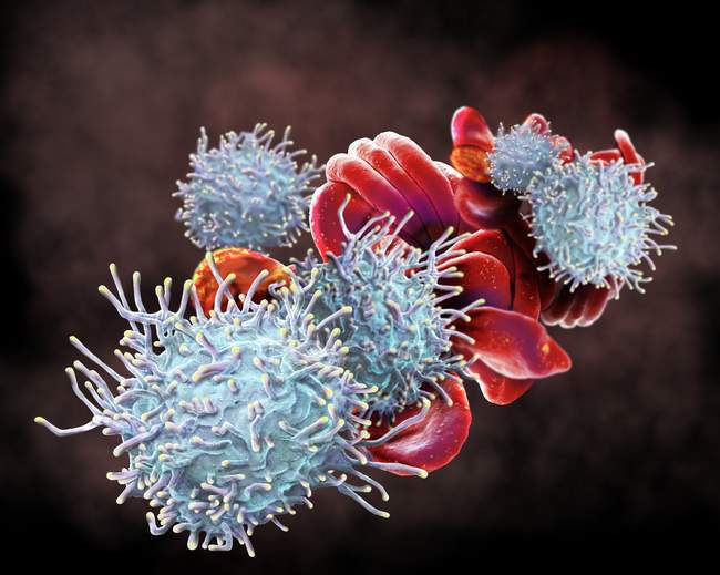 Linfócitos T ativados e glóbulos vermelhos na micrografia eletrônica de varredura
. — Fotografia de Stock