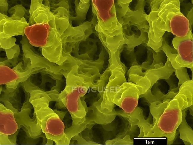 Colored scanning electron micrograph of microstructures formed on nickel surface. — Stock Photo