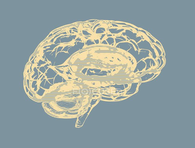Силуэт человеческого мозга на обычном фоне, цифровая иллюстрация . — стоковое фото