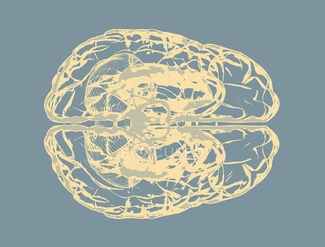 Silhueta do cérebro humano em fundo simples, ilustração digital . — Fotografia de Stock