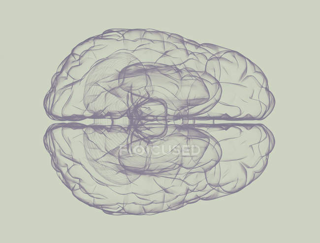 Силует людського мозку на звичайному тлі, цифрова ілюстрація . — стокове фото