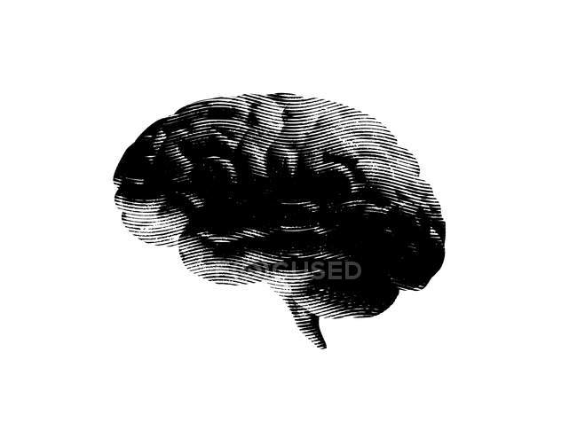 Grau Strukturiertes Menschliches Gehirn Auf Weissem Hintergrund Digitale Illustration Anatomische Neurologie Stock Photo