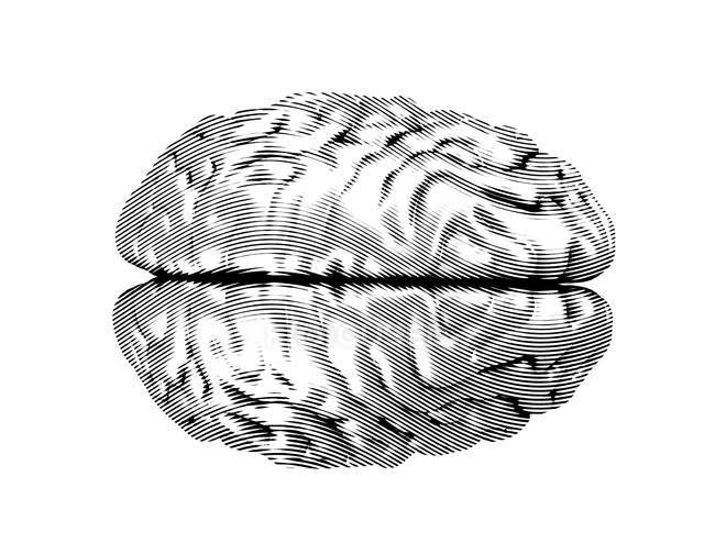 Серый текстурированный человеческий мозг на белом фоне, цифровая иллюстрация . — стоковое фото