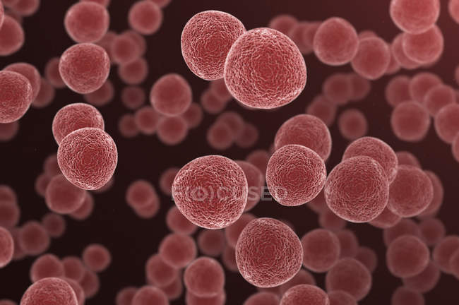 Células rojas redondas sobre fondo liso, ilustración digital . - foto de stock