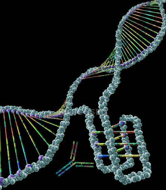 Структура ДНК з інтеркальованим мотивом, цифрова ілюстрація . — стокове фото