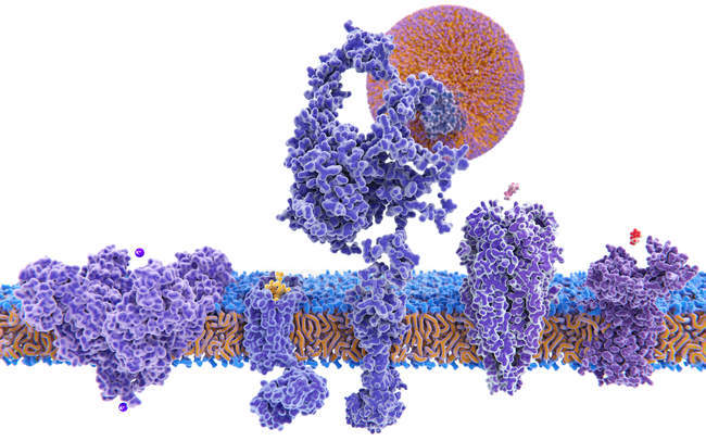 Иллюстрация трансмембранных белков с лигандами на белом фоне
. — стоковое фото
